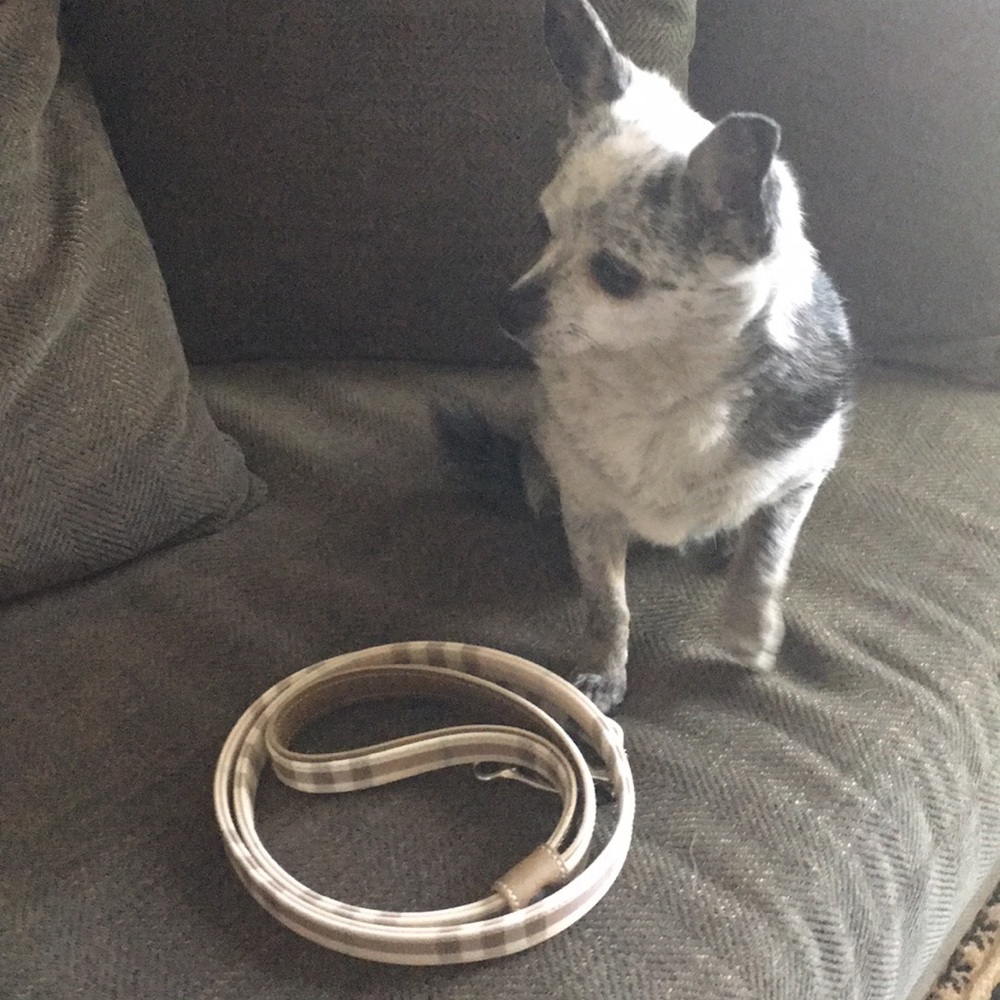 Burberry dog leash 3’10”